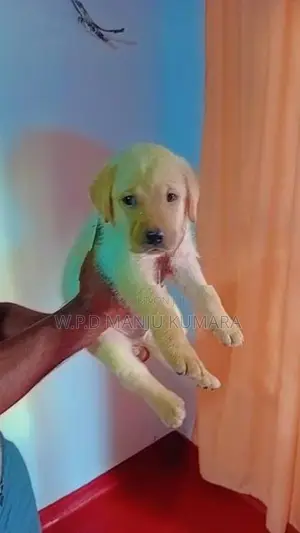 විකිණීමට ඇත - Labrador පැටවා / Puppy For Sale
