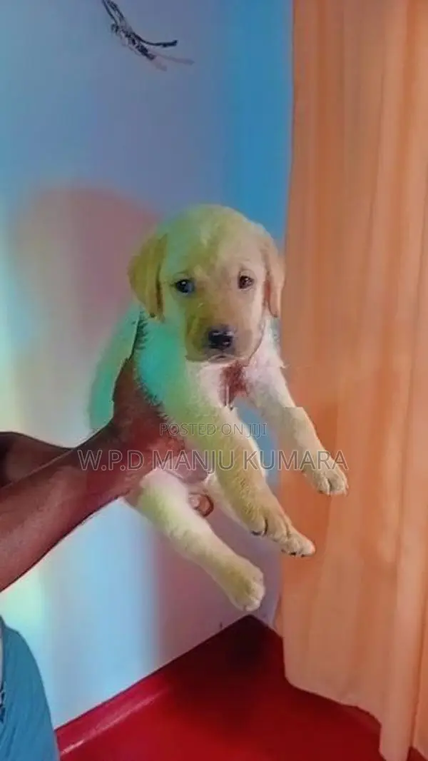 විකිණීමට ඇත - Labrador පැටවා / Puppy For Sale