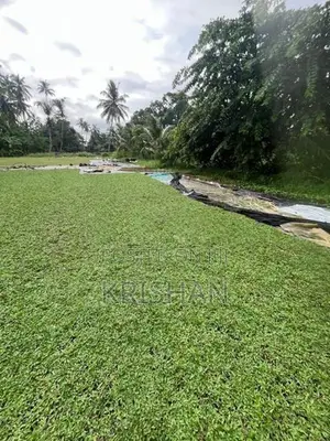 Malaysian Grass Carpet