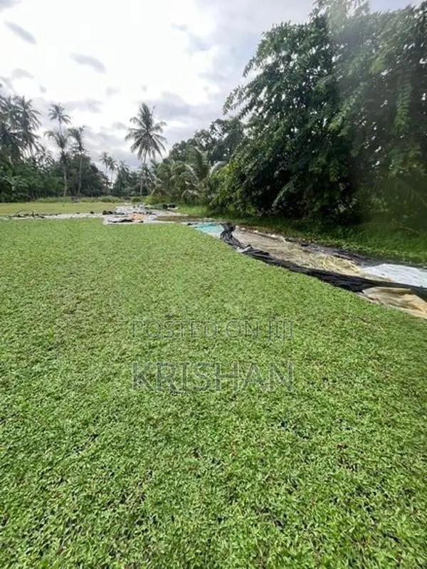 Malaysian Grass Carpet