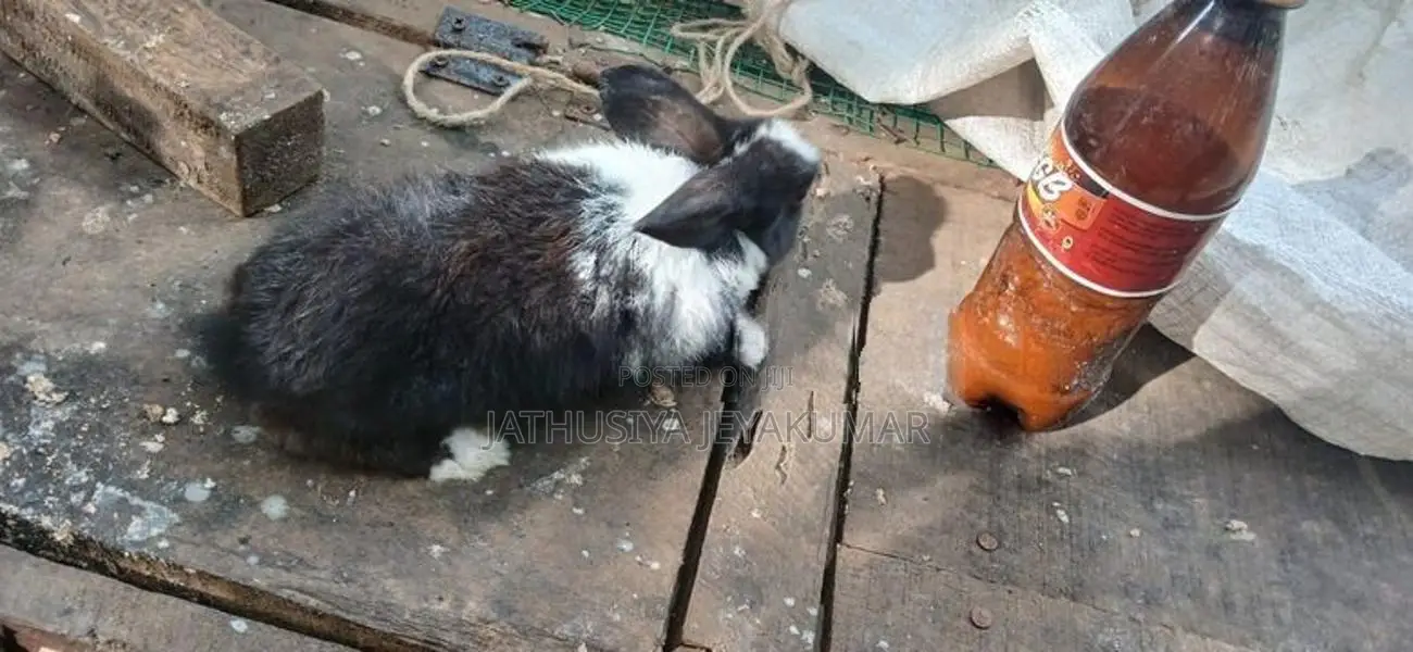 Rabbit