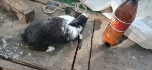 Rabbit