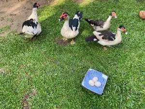 Ducks