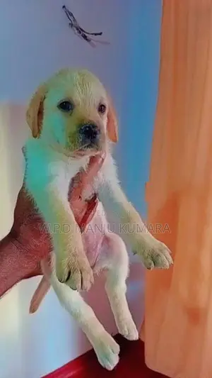 විකිණීමට ඇත - Labrador පැටවා / Puppy For Sale