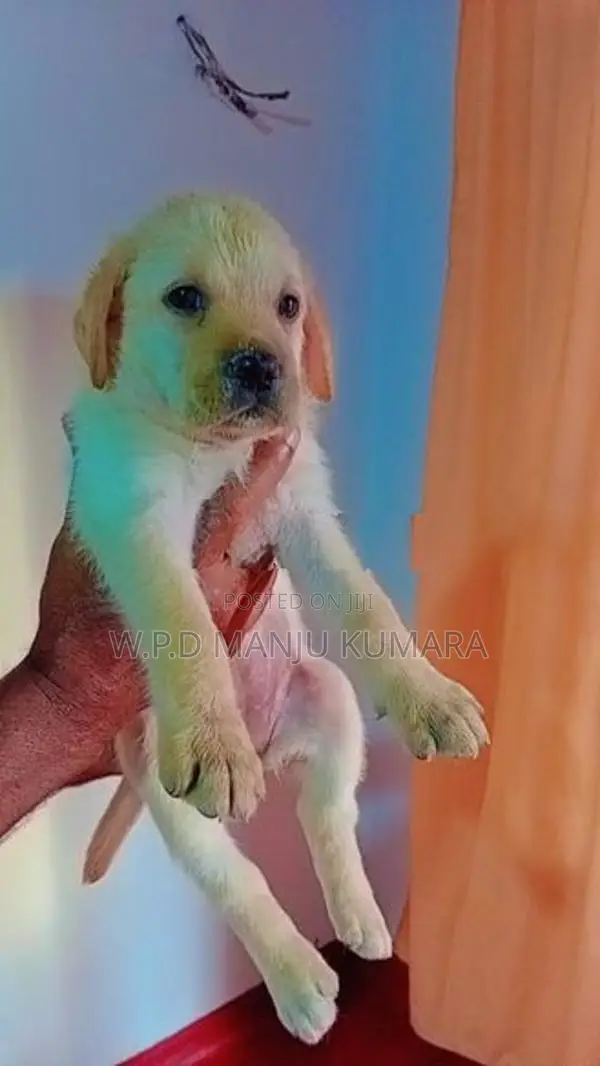 විකිණීමට ඇත - Labrador පැටවා / Puppy For Sale