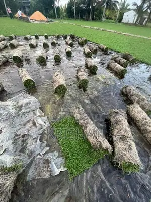 Malaysian Grass Carpet