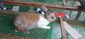 Rabbit