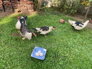 Ducks