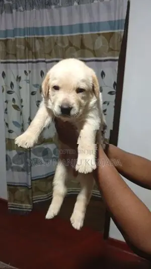 විකිණීමට ඇත - Labrador පැටවා / Puppy For Sale