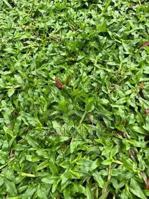 Malaysian Grass Carpet