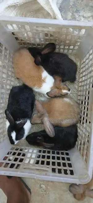 Rabbit