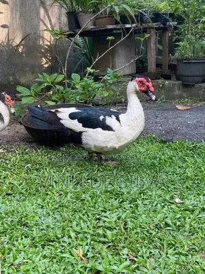 Ducks