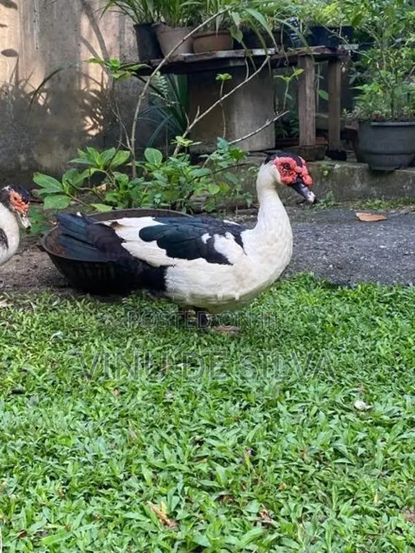 Ducks