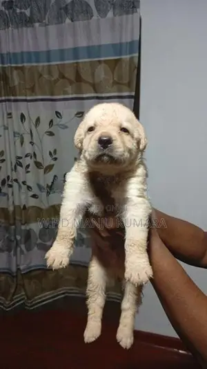 විකිණීමට ඇත - Labrador පැටවා / Puppy For Sale