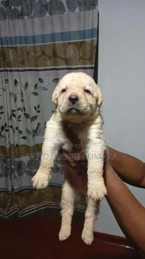 විකිණීමට ඇත - Labrador පැටවා / Puppy For Sale