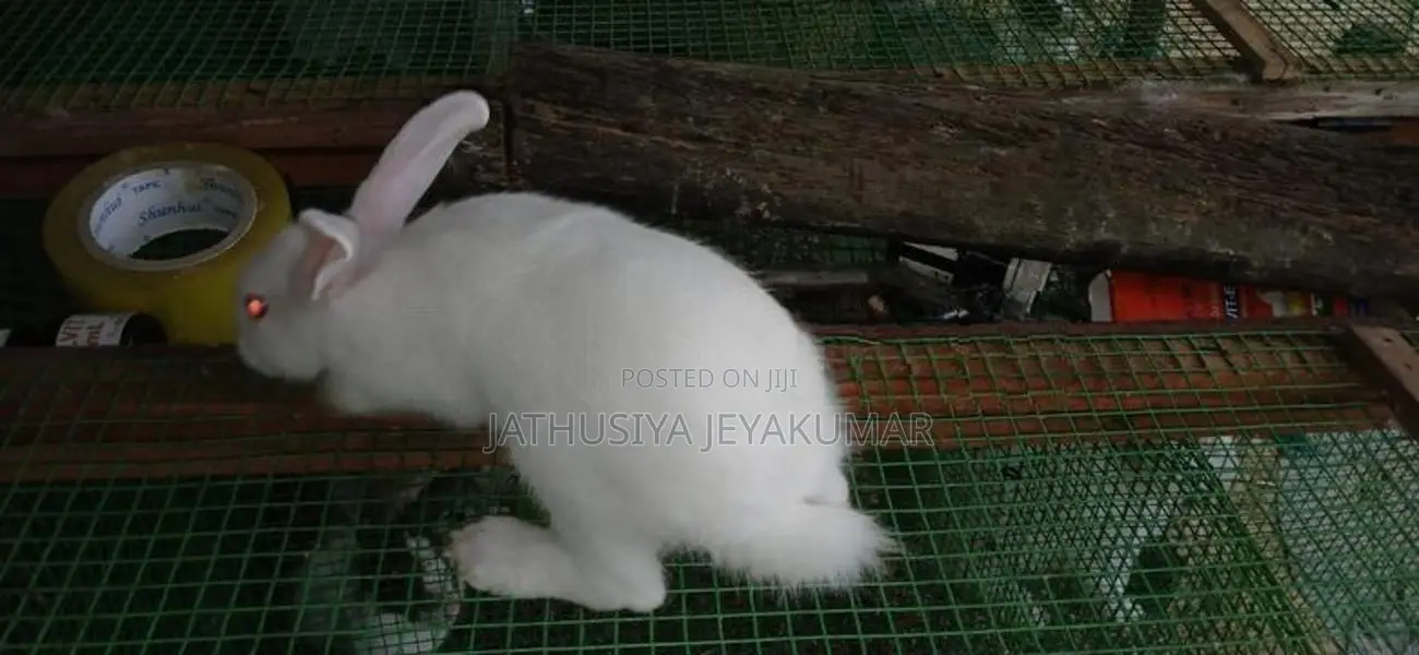 Rabbit