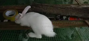Rabbit