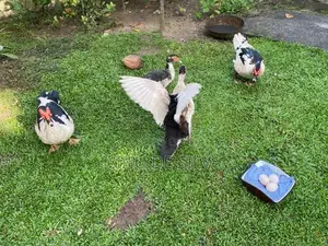 Ducks