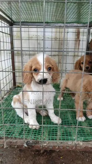 Cocker spaniel puppies