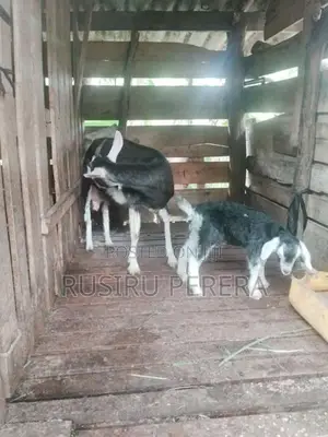 Farm Goat