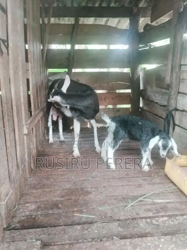 Farm Goat
