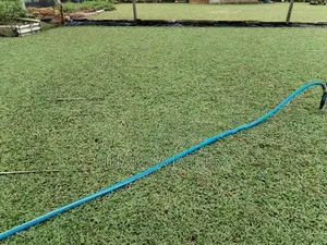 Malaysian Grass