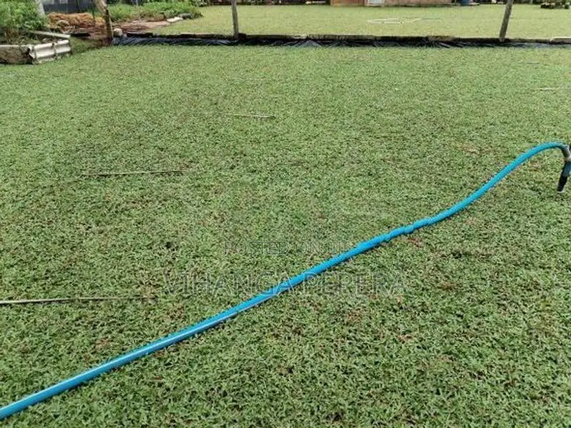 Malaysian Grass