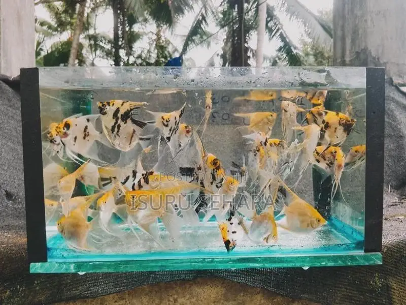 Angel Fish