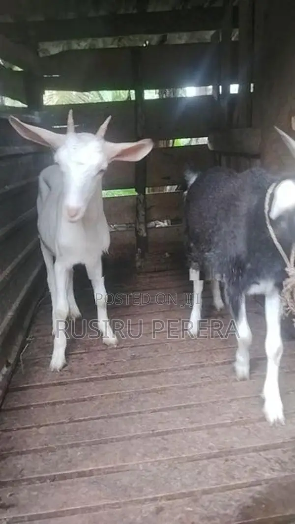 Farm Goat