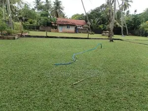 Malaysian Grass