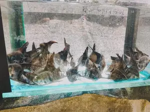 Angel Fish