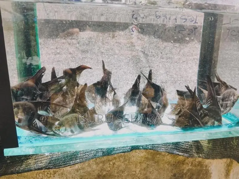 Angel Fish