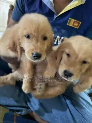 Golden Retriever