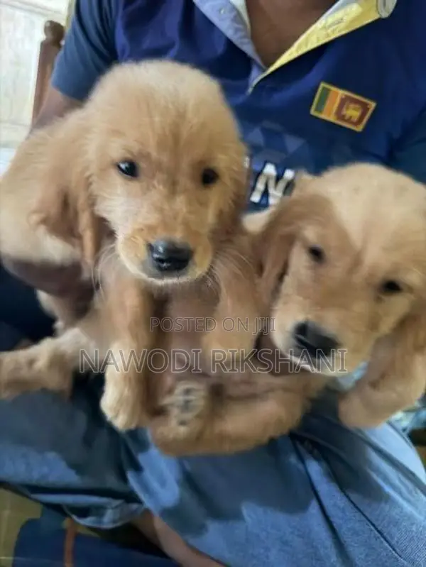 Golden Retriever