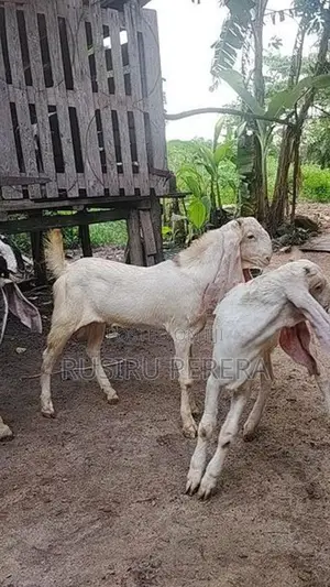 Farm Goat