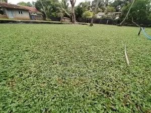 Malaysian Grass