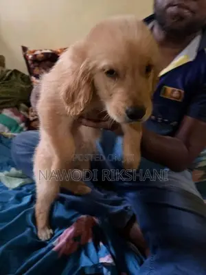 Golden Retriever
