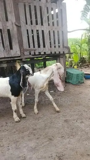 Farm Goat
