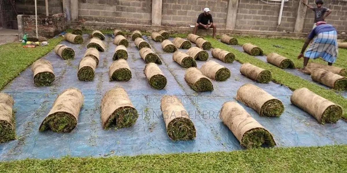 Malaysian Grass