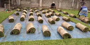 Malaysian Grass