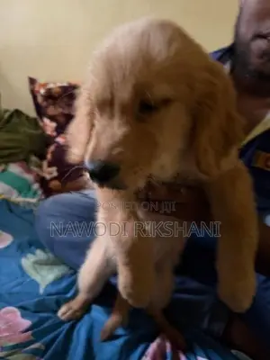 Golden Retriever