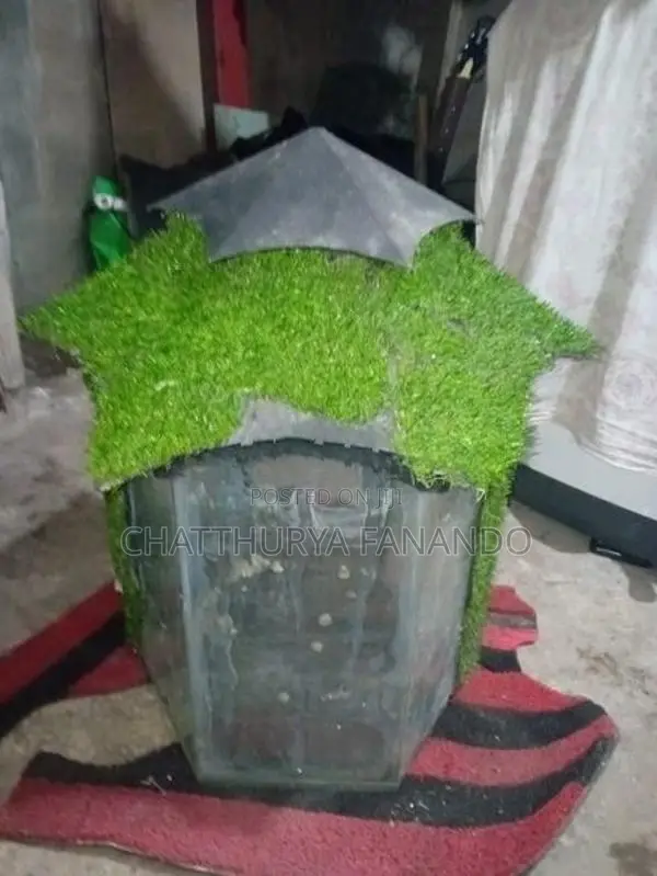 මාළු ටැන්කිය