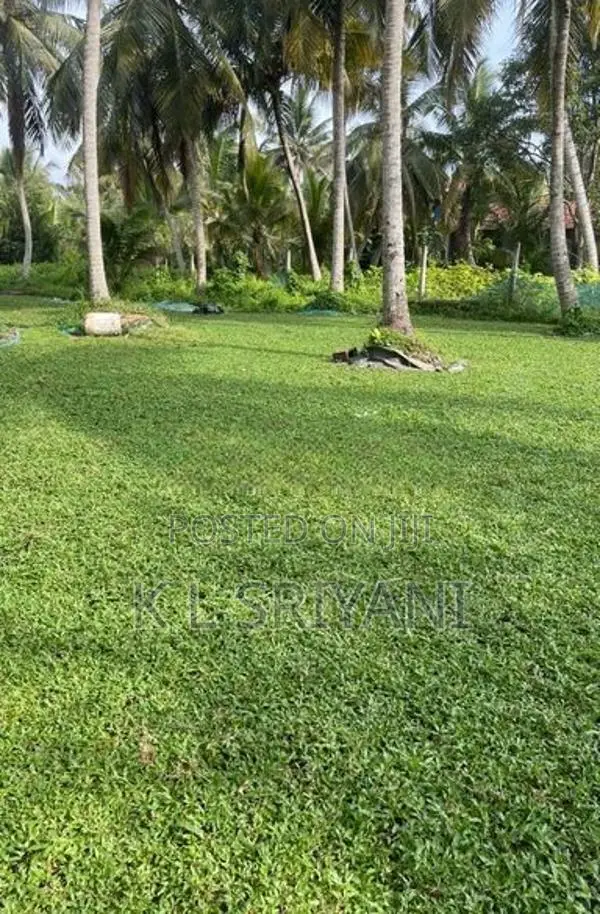 Grass