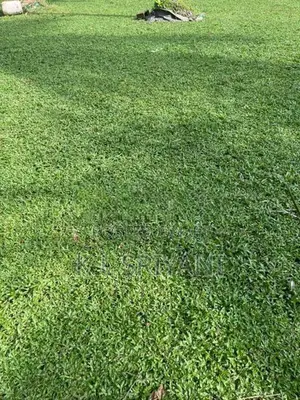 Grass