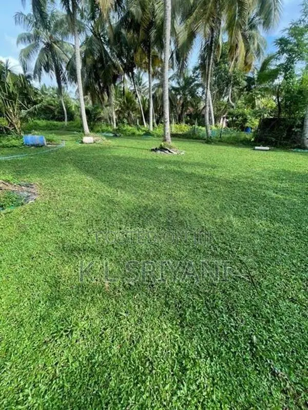 Grass