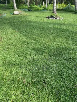 Grass