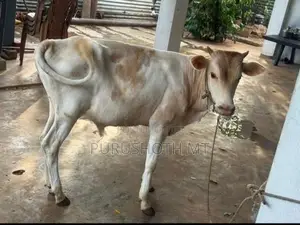 Male Cow