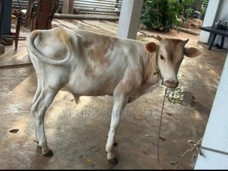 Male Cow