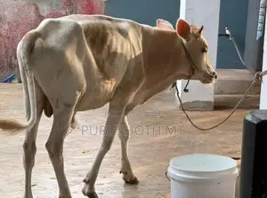 Male Cow