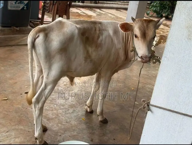 Male Cow